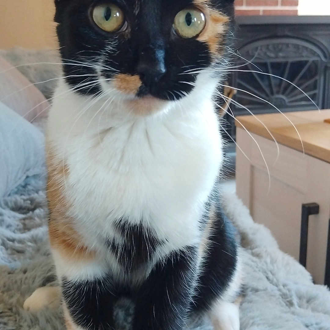 Vanille participe au concours pour gagner de l'argent avec cette photo : animal, blanket, brick, calico, cat, closeup, cozy, curious, cute, domestic, eyes, feline, fireplace, fur, furniture, indoor, living_room, pet, soft, whiskers
