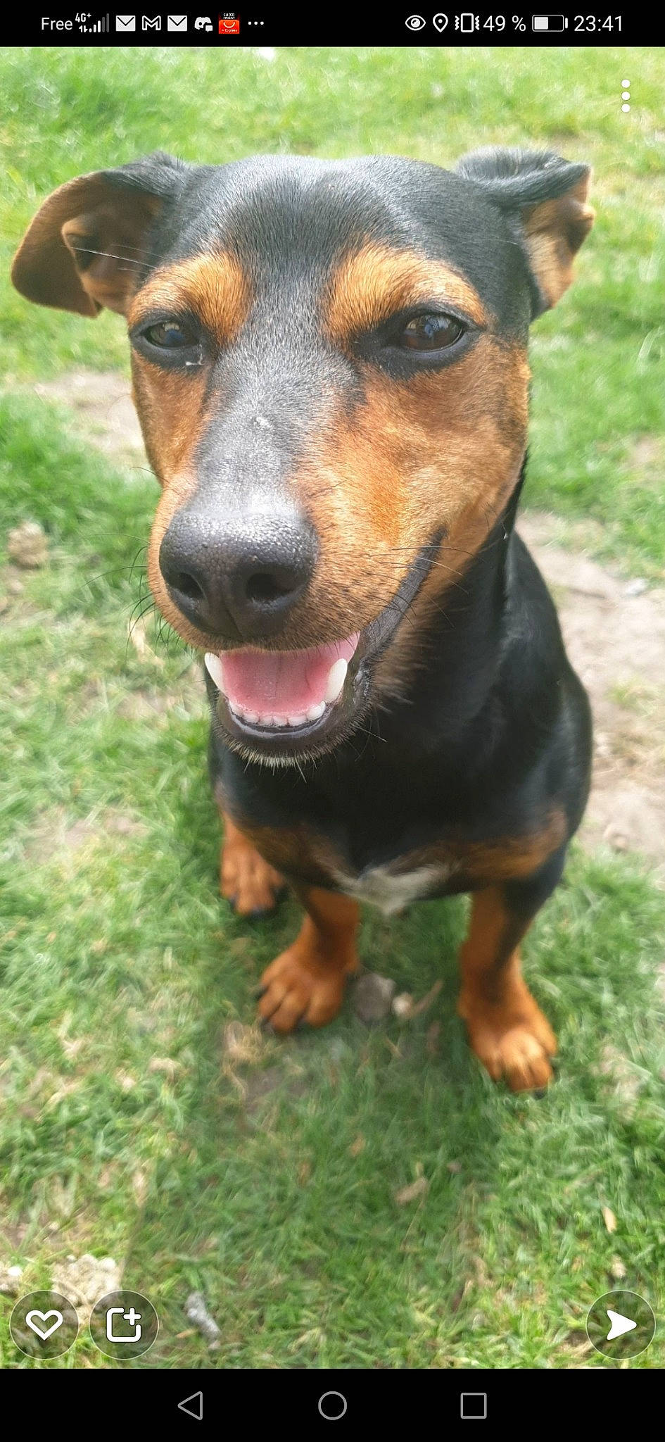 Paco a rejoint le concours — aidez-le/la à gagner de superbes lots ! canidae, carnivore, collar, companion_dog, dog, dog_breed, grass, guard_dog, hunting_dog, snout, sporting_group, terrestrial_animal, whiskers, working_animal, working_dog