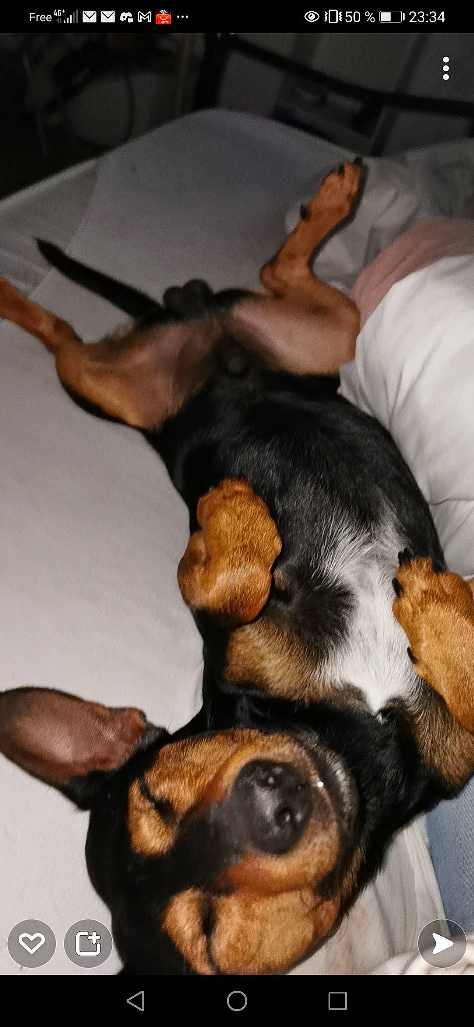 Paco a rejoint le concours — aidez-le/la à gagner de superbes lots ! canidae, carnivore, claw, comfort, companion_dog, dog, dog_breed, ear, fawn, fur, guard_dog, nap, paw, puppy, snout, sporting_group, toy_dog, vertebrate, working_animal, working_dog