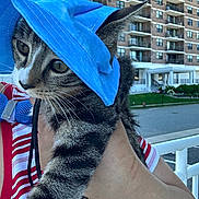 Ori joined the competition — help win amazing prizes! kitten, cat, blue_hat, blue_booties, striped_shirt, person, hand, outdoor, urban, apartment_building, street, curious, pet, animal, closeup, holding, daylight, feline, cute, young