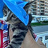 kitten, cat, blue_hat, blue_booties, striped_shirt, person, hand, outdoor, urban, apartment_building, street, curious, pet, animal, closeup, holding, daylight, feline, cute, young