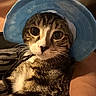cat, tabby_cat, blue_hat, wide_eyes, indoor, person_arm, pet, animal, domestic_cat, closeup, cute, feline, hat, looking_at_camera, striped_fur, whiskers, sitting, portrait, cozy, soft_lighting