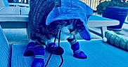 Ori is registered to the contest to win money with this photo: cat, tabby_cat, blue_hood, blue_booties, pet_clothing, outdoor, furniture, potted_plant, patio, animal, pet, four_legs, whiskers, ears, fur, curious, standing, textured_surface, sunlight, shadows