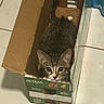 cat, cardboard_box, floor, tile, animal, pet, indoor, curious, brown, gray, feline, cute, small, domestic, looking, sitting, resting, cozy, whiskers, ears