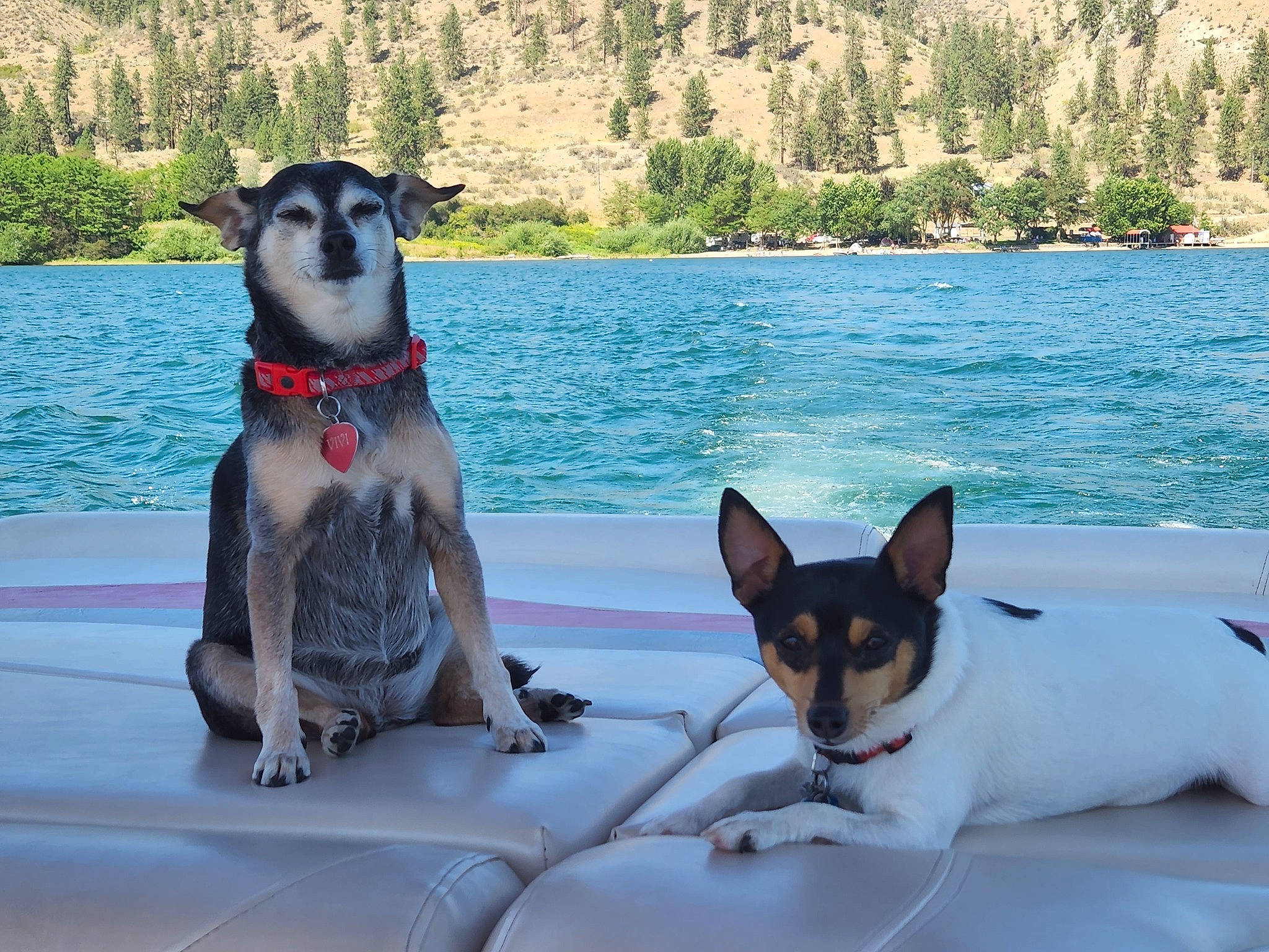 Turbo is registered to the contest to win money with this photo: canidae, carnivore, collar, companion_dog, dog, dog_breed, dog_collar, dog_supply, fawn, lake, leisure, mammal, pet_supply, plant, snout, sporting_group, tree, vertebrate, water, working_animal