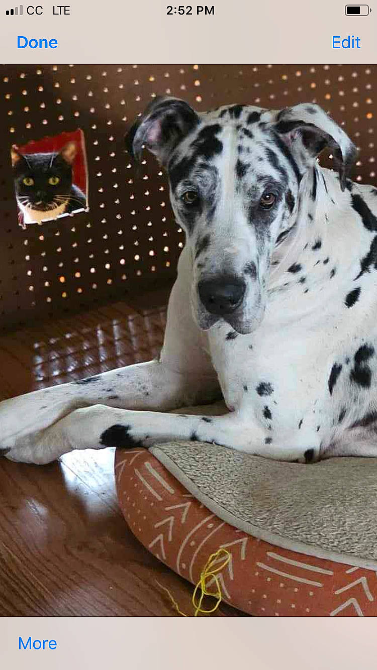 Lincoln joined the competition — help win amazing prizes! ancient_dog_breeds, canidae, carnivore, collar, companion_dog, dalmatian, dog, dog_breed, dog_collar, hardwood, non_sporting_group, pattern, pet_supply, snout, sporting_group, terrestrial_animal, whiskers, wood, working_animal, working_dog