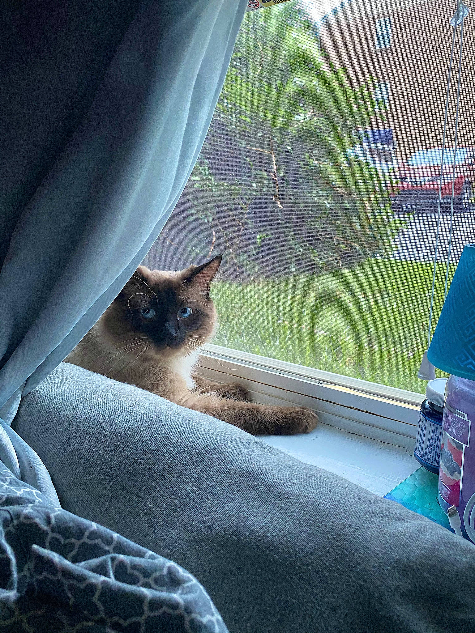 Greyson joined the competition — help win amazing prizes! blue, carnivore, cat, comfort, domestic_short_haired_cat, fawn, felidae, fur, grass, grey, plant, shade, siamese, small_to_medium_sized_cats, tail, textile, tints_and_shades, tree, whiskers, window