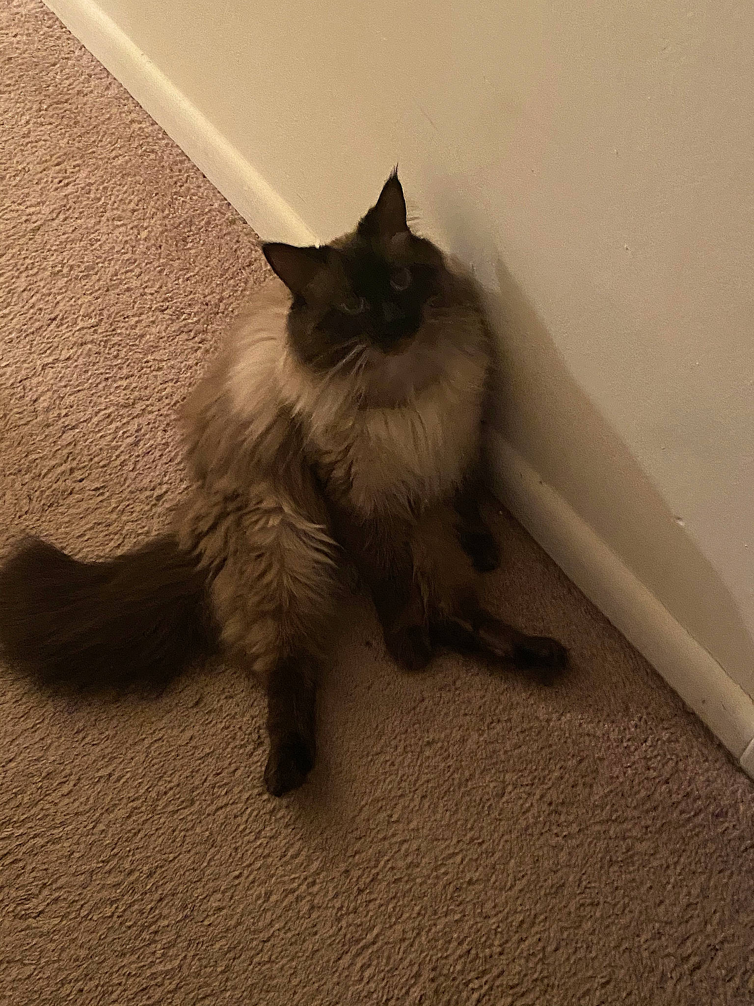 Greyson joined the competition — help win amazing prizes! british_longhair, carnivore, cat, claw, comfort, eye, fawn, felidae, floor, flooring, fur, grey, hardwood, paw, shadow, small_to_medium_sized_cats, snout, tail, whiskers, wood