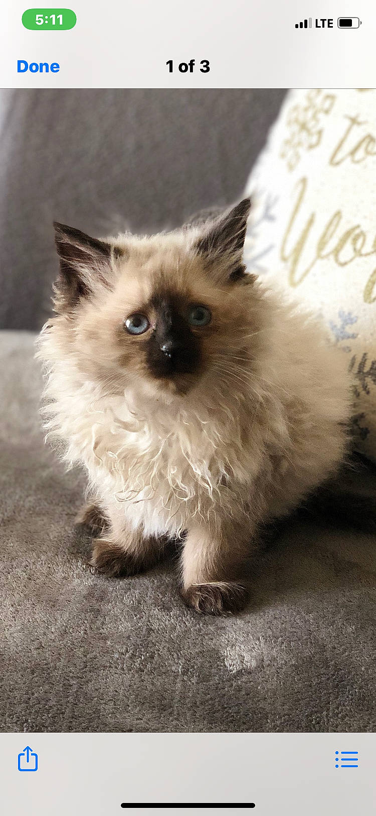 Greyson is registered to the contest to win money with this photo: balinese, birman, carnivore, cat, claw, companion_dog, fawn, felidae, fur, iris, ragdoll, siamese, sitting, small_to_medium_sized_cats, snout, tail, terrestrial_animal, whiskers, wildlife