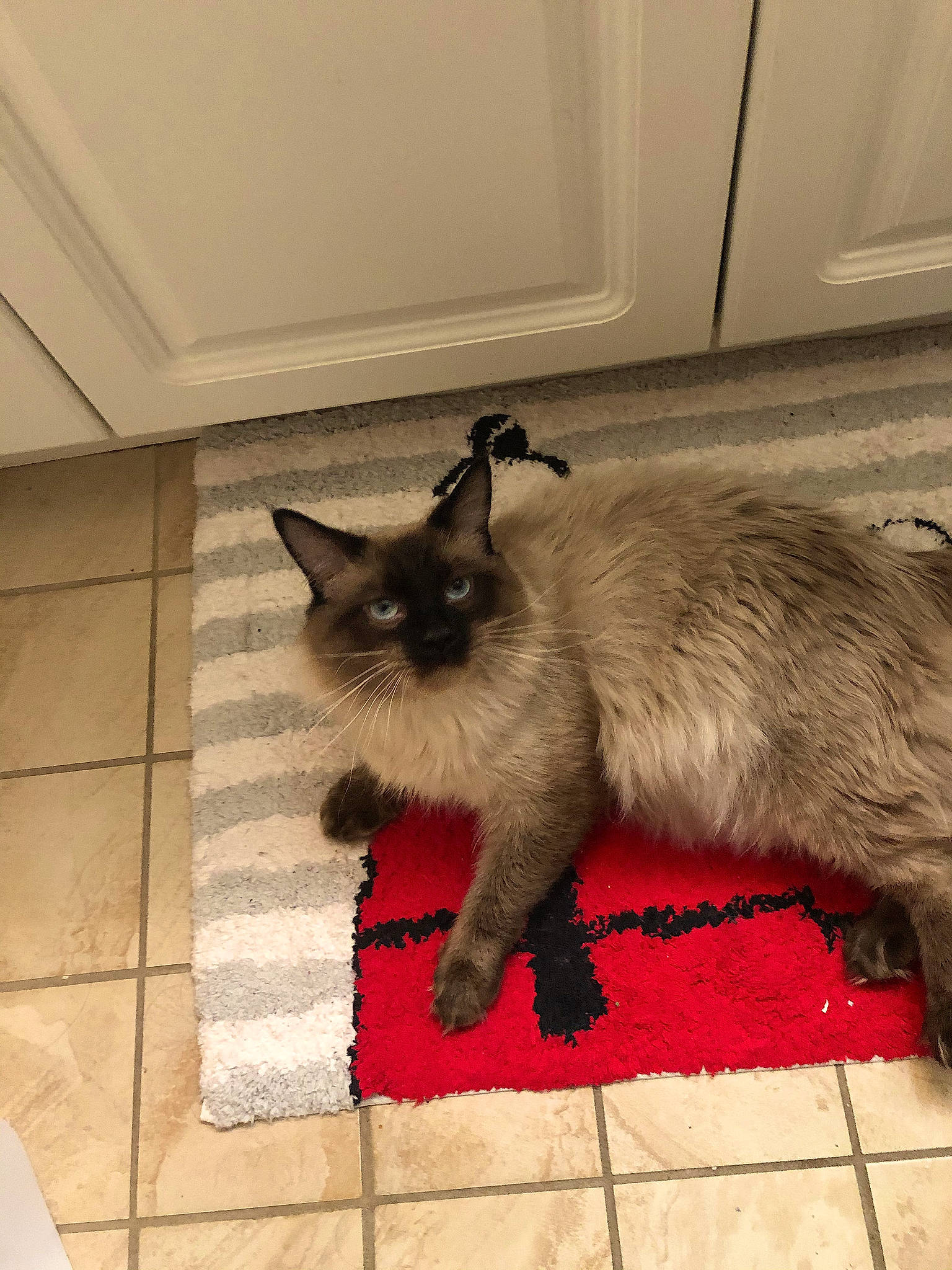 Greyson joined the competition — help win amazing prizes! balinese, birman, carnivore, cat, claw, fawn, felidae, flooring, foot, fur, grey, iris, paw, siamese, small_to_medium_sized_cats, snout, tail, thai, tonkinese, whiskers