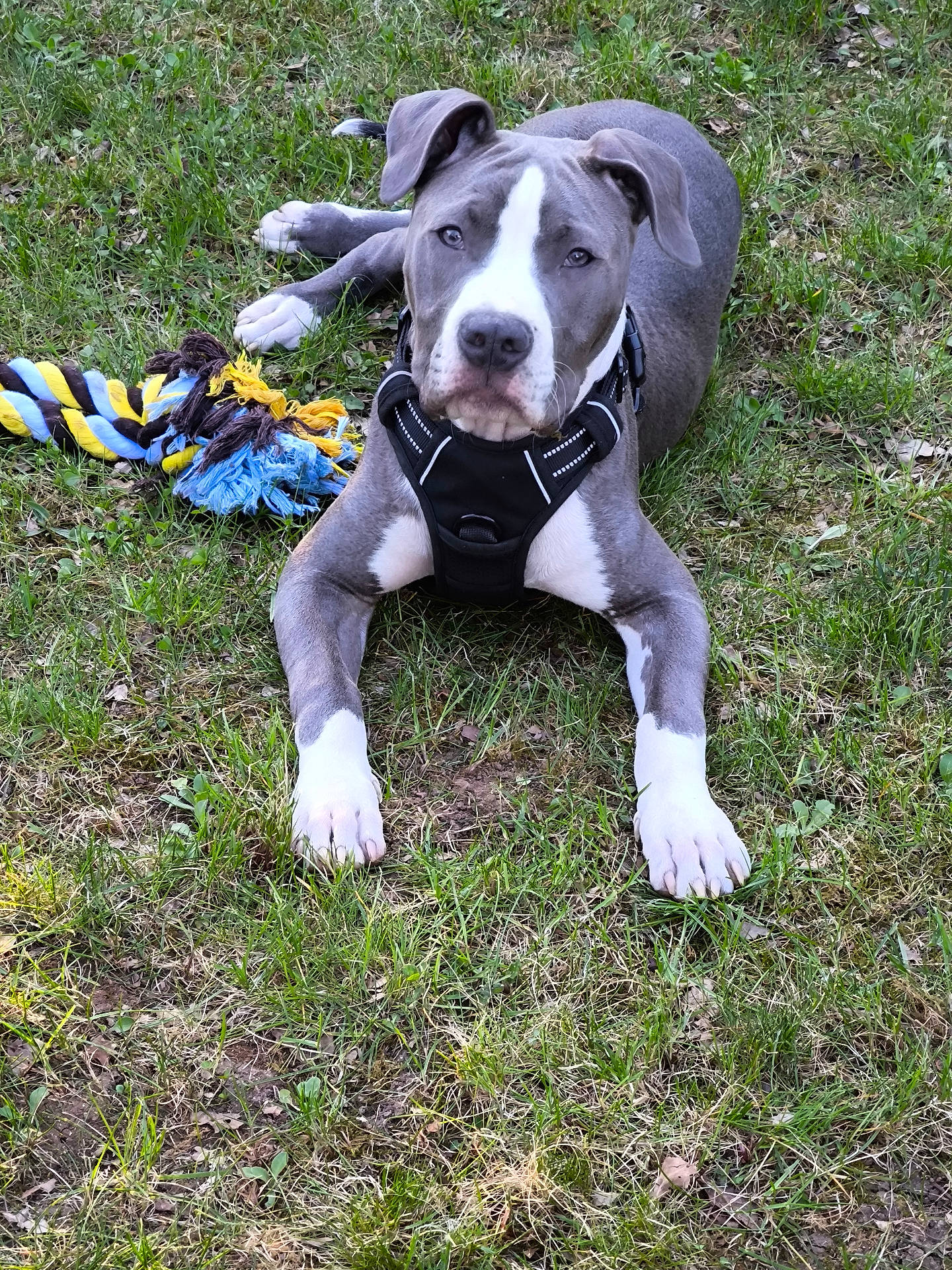 Blue a rejoint le concours — aidez-le/la à gagner de superbes lots ! accessories, animal, ball, bulldog, canine, dog, football, formalwear, grass, greatdane, hound, lawn, pet, pitbull, plant, puppy, soccer, soccerball, sport, strap