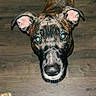 Roxy joined the competition — help win amazing prizes! dog, brindle, pet, looking_up, floor, wooden_floor, ears, whiskers, nose, eyes, indoor, flash_reflection, curious, canine, mammal, animal, domestic, standing, close_up, portrait