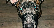 Roxy is registered to the contest to win money with this photo: dog, brindle, pet, indoor, wooden_floor, looking_up, ears, snout, whiskers, curious, domestic_animal, canine, standing, brown, black, white, animal_face, close_up, household, companion