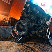Roxy is registered to the contest to win money with this photo: dog, brindle, pet, indoor, wood_paneling, television, hand, red_nail_polish, closeup, lying_down, face, eyes, mouth, collar, comfort, cozy, home, furniture, blurred_background, warm_lighting