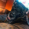 dog, brindle, pet, indoor, wood_paneling, television, hand, red_nail_polish, closeup, lying_down, face, eyes, mouth, collar, comfort, cozy, home, furniture, blurred_background, warm_lighting