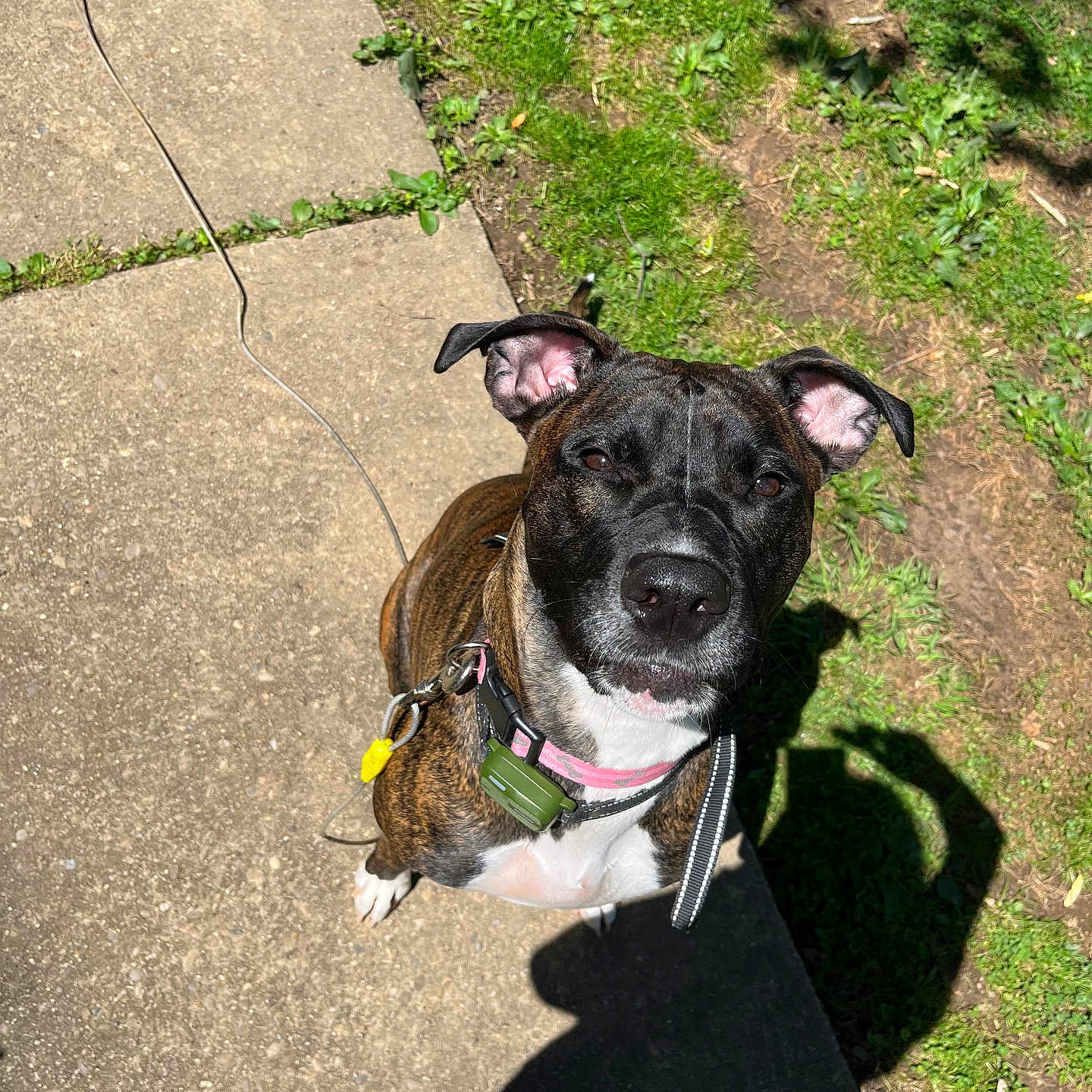 Roxy joined the competition — help win amazing prizes! dog, canine, pet, outdoor, sunlight, sidewalk, grass, leash, collar, shadow, black, brown, white, ears, face, curious, standing, daylight, nature, ground