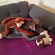 Paco a rejoint le concours — aidez-le/la à gagner de superbes lots ! animal, blanket, brown, couch, cozy, dog, furniture, gray_dog, home, indoor, monkey_toy, pet, playful, plush_toy, purple_blanket, relaxed, resting, soft_toy, stuffed_animal, toy