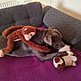 dog, plush_toy, monkey_plush, stuffed_animal, couch, blanket, furniture, indoor, relaxed, pet, brown, gray_dog, toy, home, cozy, resting, living_room, soft_toys, animal, companion
