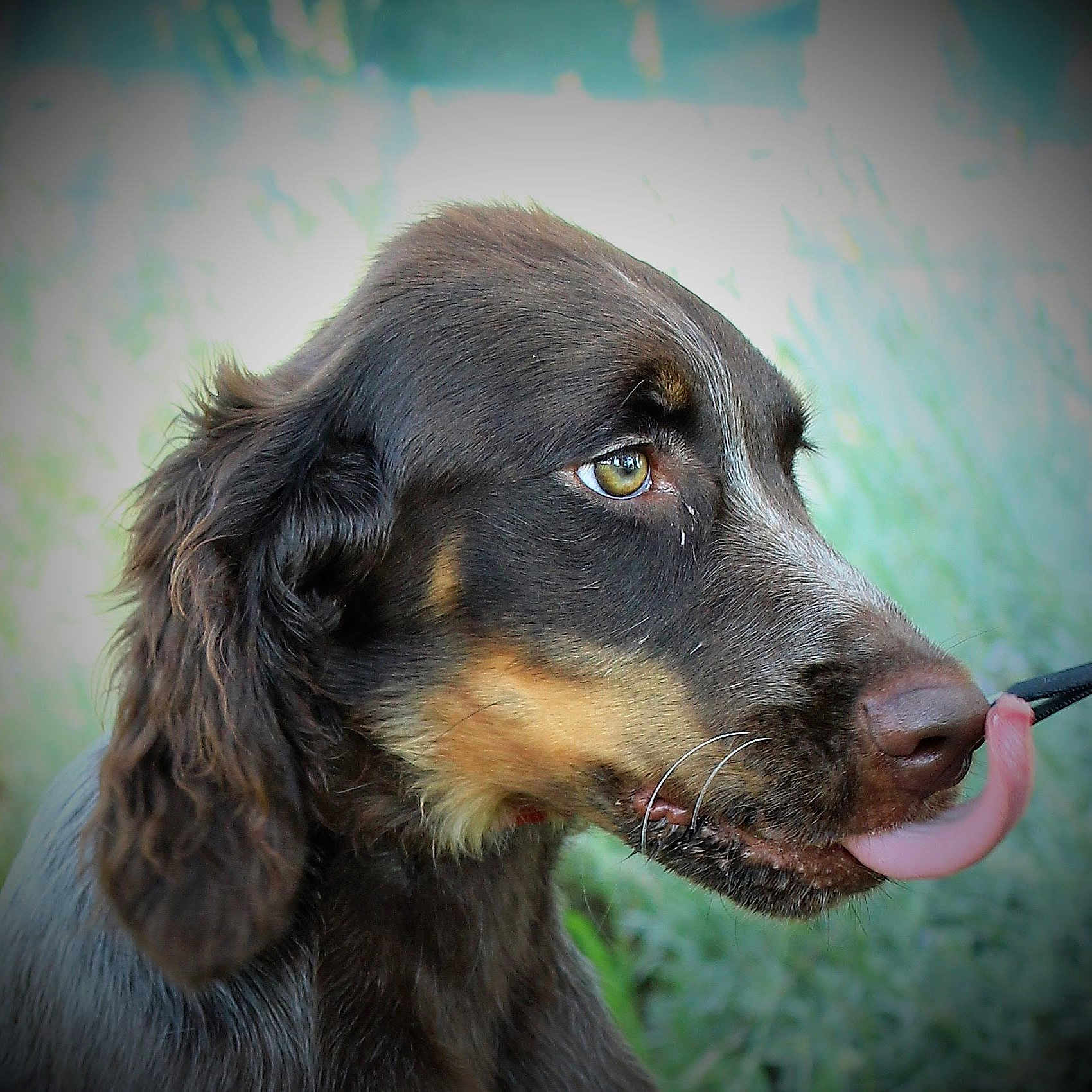 Ozzy De Chez Maurice