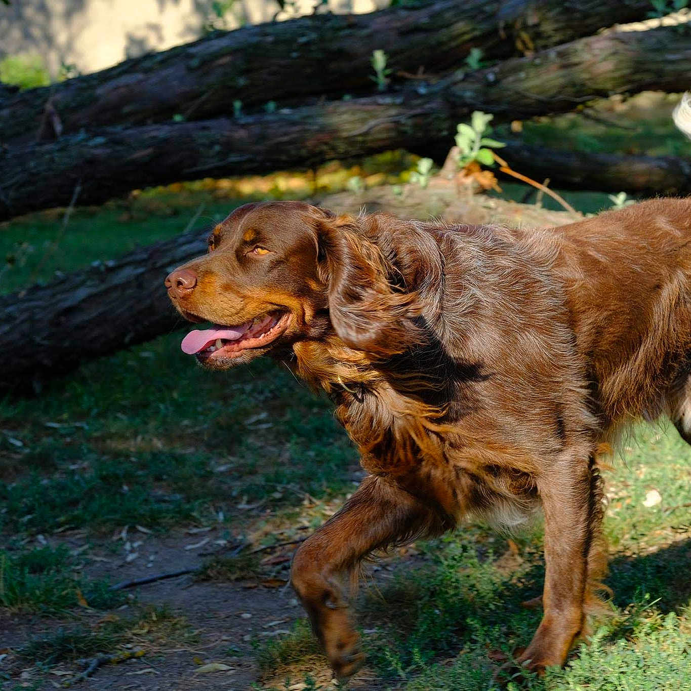 Loustic Bois Fosse Etaine