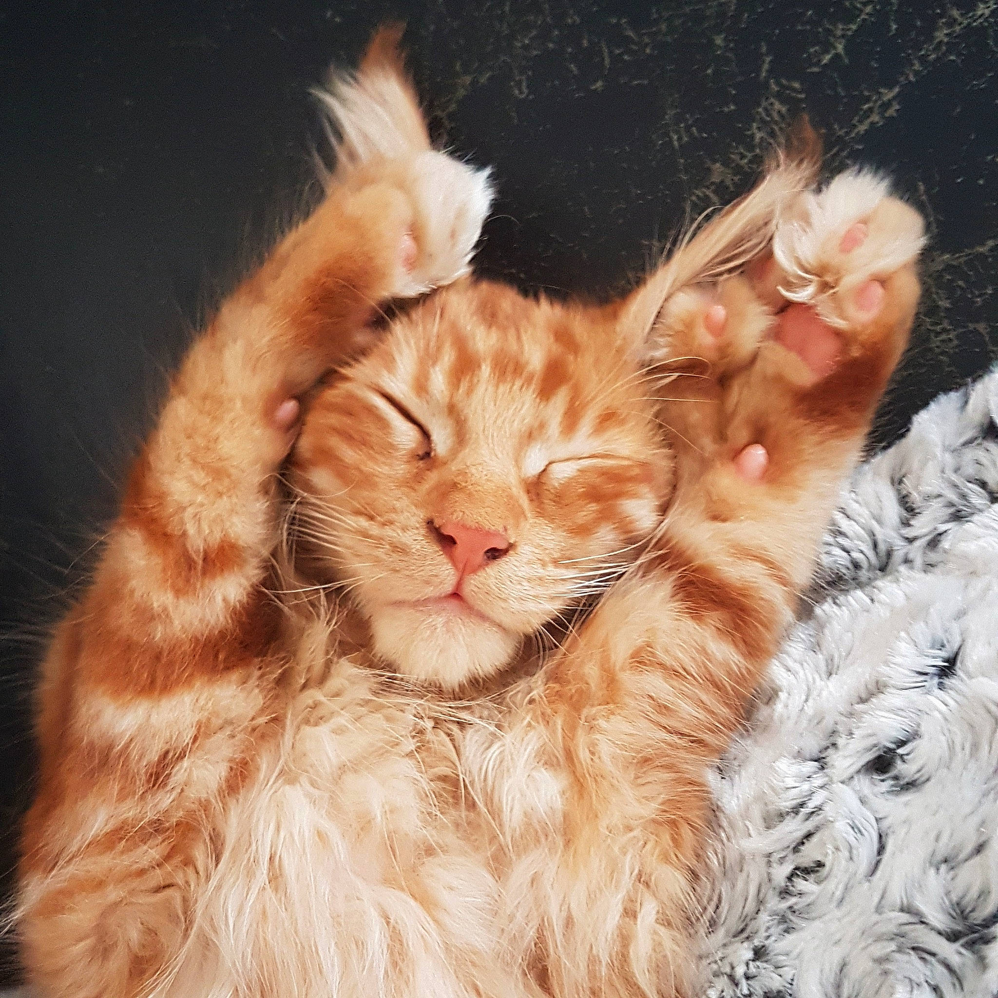 Oregon participe au concours pour gagner de l'argent avec cette photo : asian, carnivore, cat, ear, eye, fawn, felidae, fur, german_rex, kitten, laperm, maine_coon, nose, small_to_medium_sized_cats, tabby_cat, whiskers