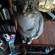 Socks is registered to the contest to win money with this photo: cat, tabby_cat, pet, animal, feline, table, wooden_table, lamp, bookshelf, books, papers, carpet, indoor, curious, sitting, green_eyes, white_paws, dim_lighting, cozy, home