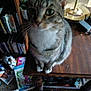 cat, tabby_cat, pet, animal, feline, table, wooden_table, lamp, bookshelf, books, papers, carpet, indoor, curious, sitting, green_eyes, white_paws, dim_lighting, cozy, home