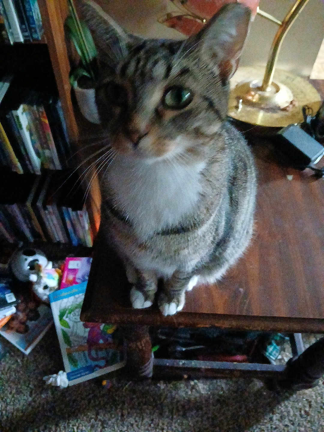 Socks