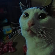 Batty is registered to the contest to win money with this photo: animal, background_blur, cat, close_up, curious, domestic, ears, eyes, face, feline, fur, indoor, indoor_lighting, looking_up, mammal, nose, pet, portrait, soft_focus, whiskers