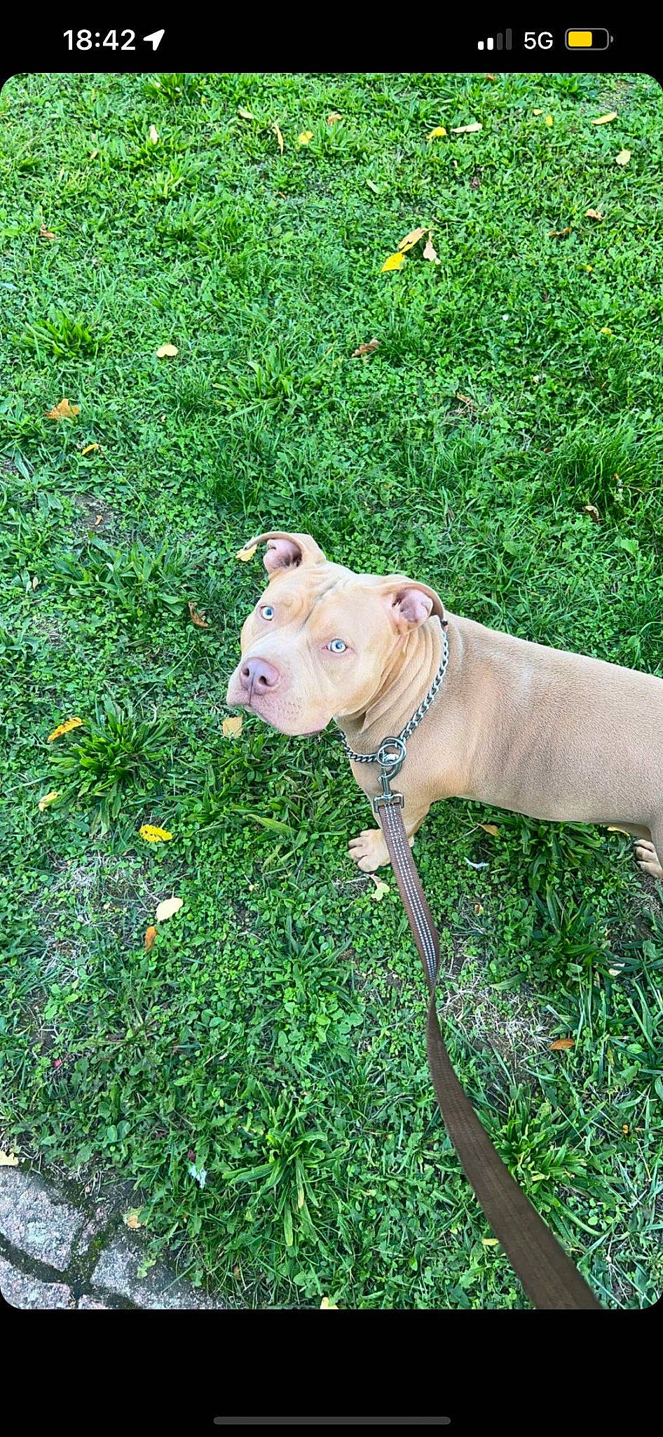 Dalia participe au concours pour gagner de l'argent avec cette photo : canidae, carnivore, collar, companion_dog, dog, dog_breed, dog_collar, dog_supply, fawn, grass, groundcover, non_sporting_group, pet_supply, plant, snout, sporting_group, tail, terrestrial_animal, working_animal, working_dog