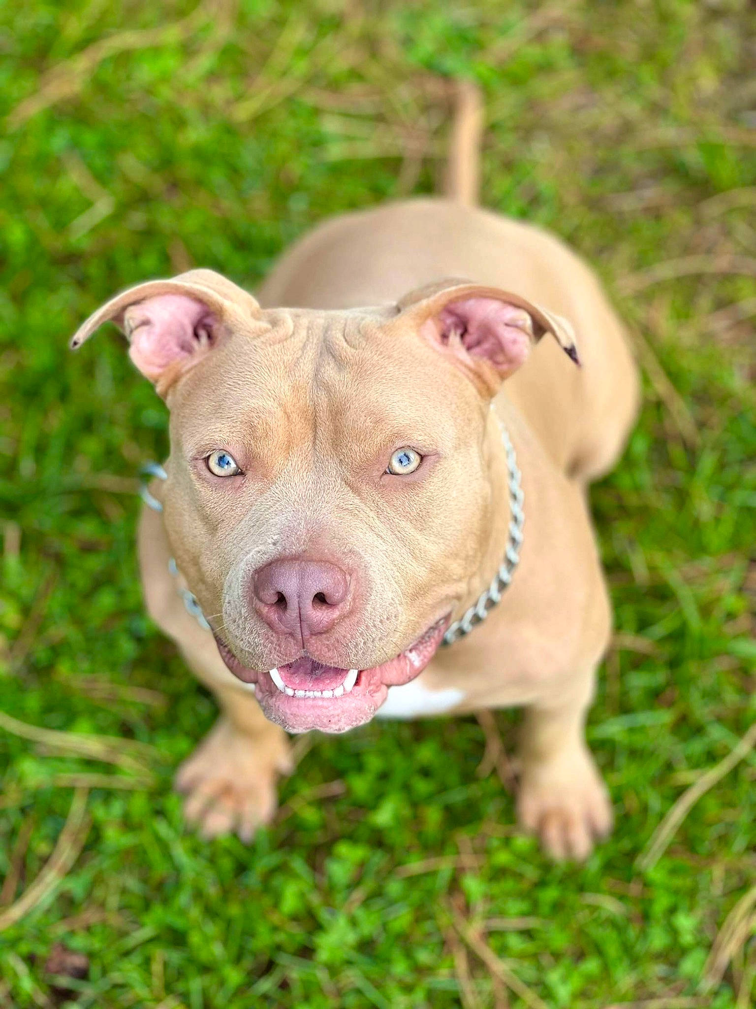 Dalia a rejoint le concours — aidez-le/la à gagner de superbes lots ! canidae, carnivore, companion_dog, dog, dog_breed, fawn, grass, grassland, livestock, mammal, snout, sporting_group, suidae, terrestrial_animal, whiskers, wood, working_animal