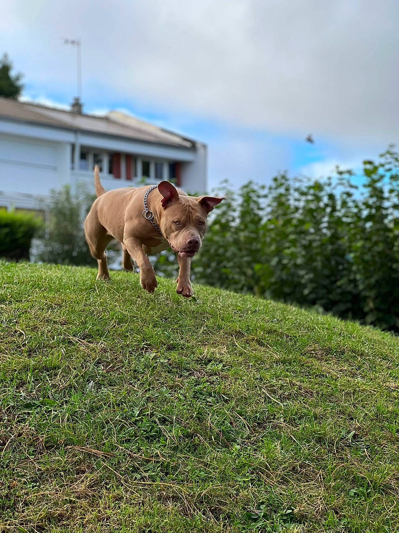 Dalia participe au concours pour gagner de l'argent avec cette photo : building, carnivore, cloud, companion_dog, dog, dog_breed, fawn, field, grass, grassland, grazing, lawn, livestock, meadow, pasture, plant, sky, snout, tail, working_animal