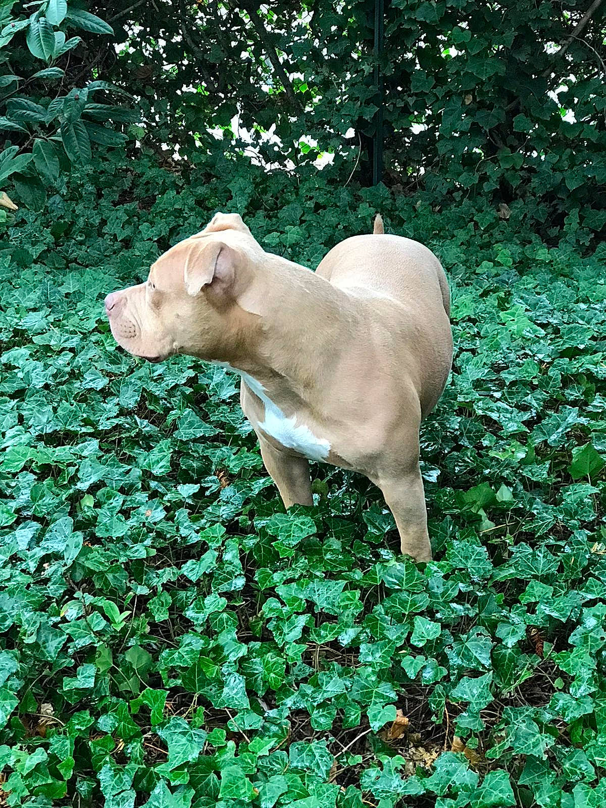 Dalia participe au concours pour gagner de l'argent avec cette photo : canidae, carnivore, companion_dog, dog, dog_breed, fawn, garden, grass, groundcover, people_in_nature, plant, shrub, snout, soil, sporting_group, tail, terrestrial_animal, tree, wood, working_animal