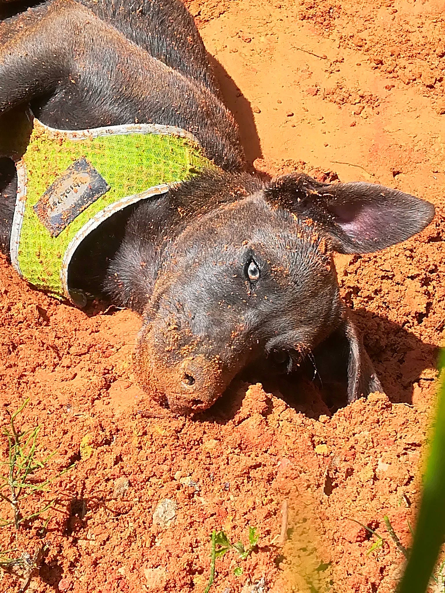 Nevada a rejoint le concours — aidez-le/la à gagner de superbes lots ! bovine, canidae, dog_breed, domestic_pig, event, fawn, fur, grass, landscape, livestock, natural_material, public_event, snout, soil, sporting_group, suidae, terrestrial_animal, wildlife, wood, working_animal