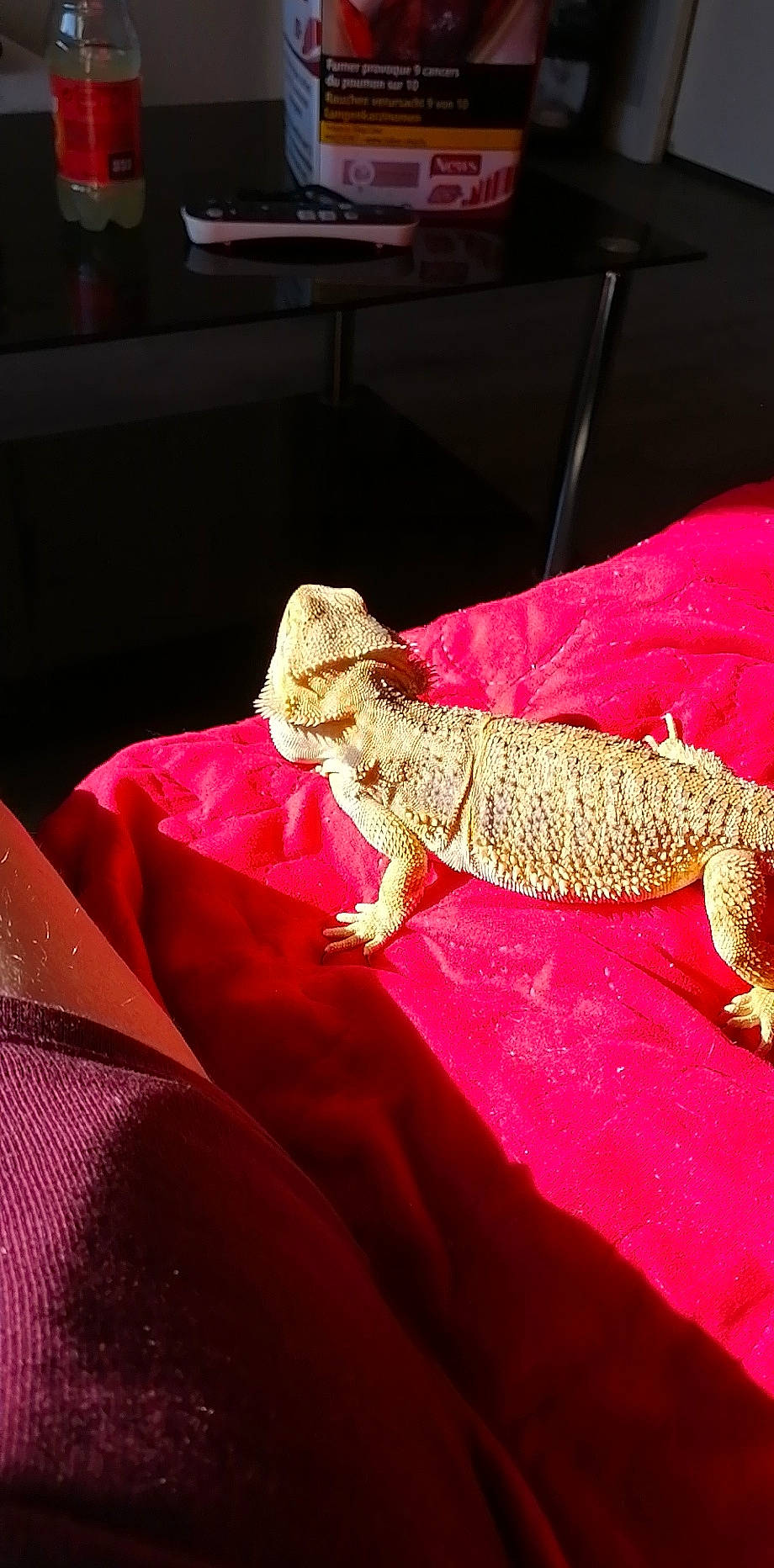 Pogo participe au concours pour gagner de l'argent avec cette photo : agama, chameleon, dragon_lizard, gecko, iguana, iguania, iguanidae, lizard, pink, reptile, scaled_reptile, tail