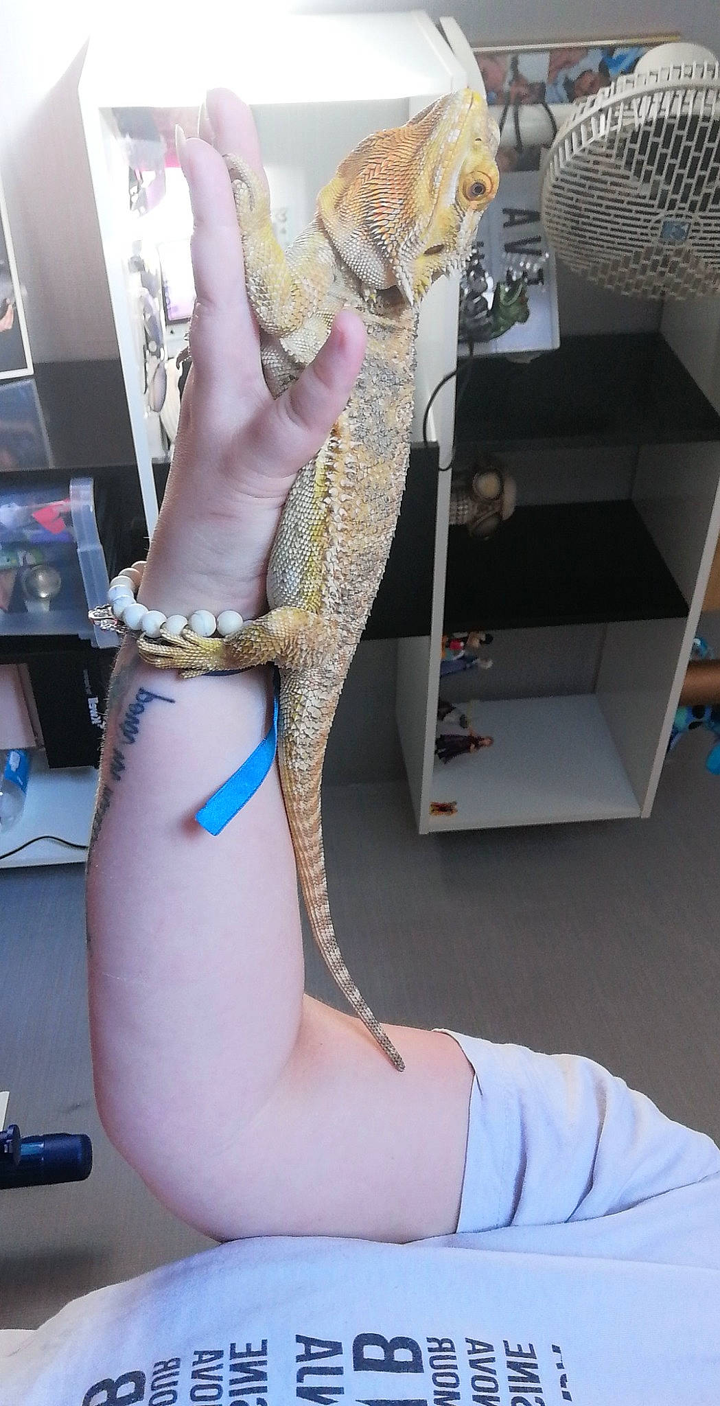 Pogo participe au concours pour gagner de l'argent avec cette photo : human_leg, joint, leg, reptile, scaled_reptile, thigh