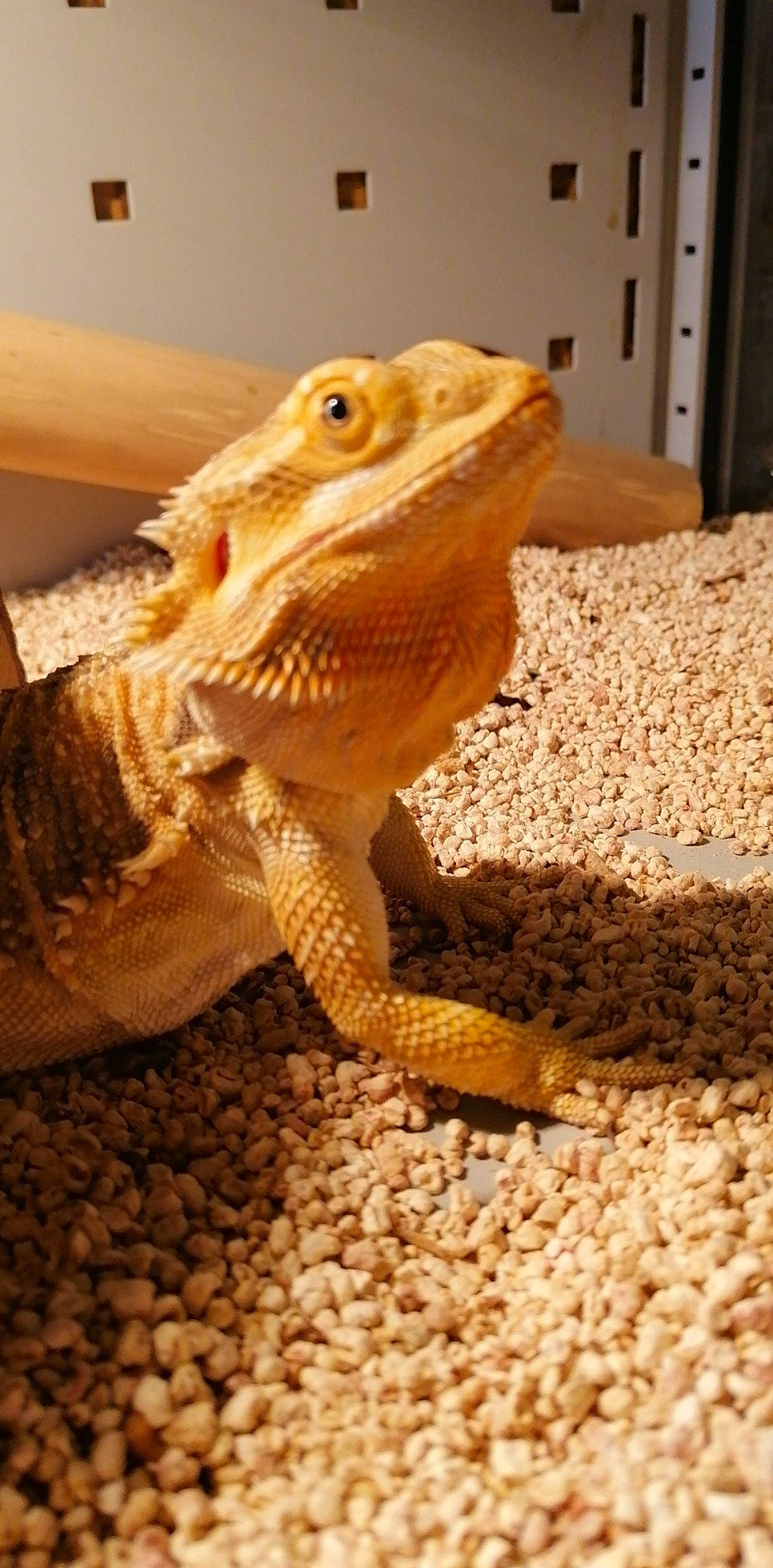 Pogo a rejoint le concours — aidez-le/la à gagner de superbes lots ! agama, dragon_lizard, gecko, iguana, iguania, iguanidae, lizard, reptile, scaled_reptile, terrestrial_animal