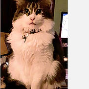 Xander joined the competition — help win amazing prizes! cat, fluffy, pet, indoor, sitting, curious, collar, feline, domestic_animal, fur, whiskers, table, papers, background, screen, household, mammal, cute, portrait, animal