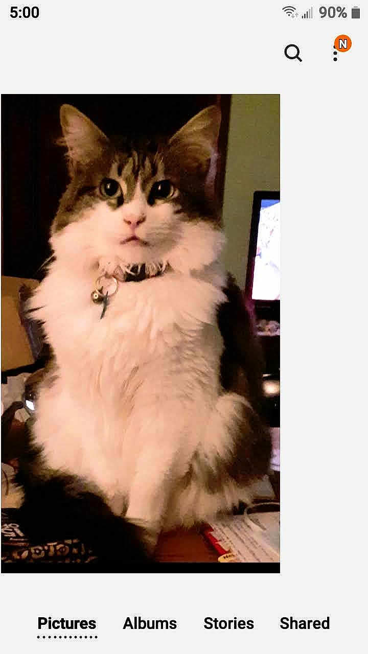 Xander joined the competition — help win amazing prizes! cat, fluffy, pet, indoor, sitting, curious, collar, feline, domestic_animal, fur, whiskers, table, papers, background, screen, household, mammal, cute, portrait, animal