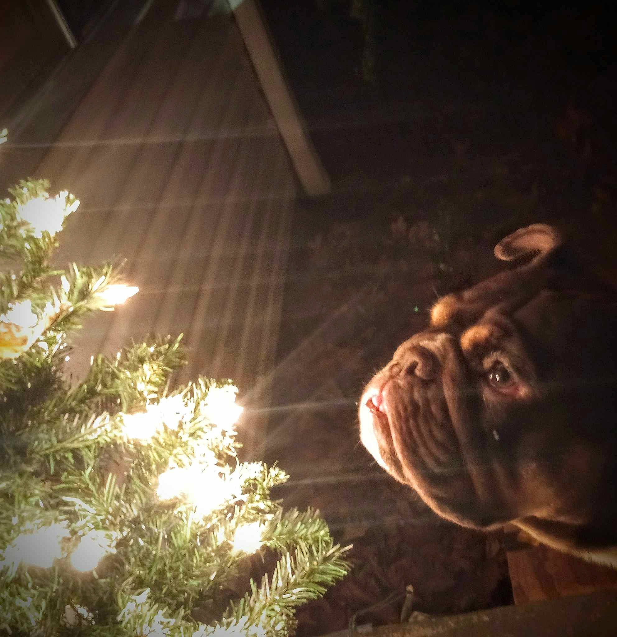 Case is registered to the contest to win money with this photo: art, carnivore, companion_dog, conifer, darkness, dog, dog_breed, event, evergreen, grass, heat, holiday, lens_flare, painting, plant, terrestrial_animal, tints_and_shades, twig, wood, wrinkle