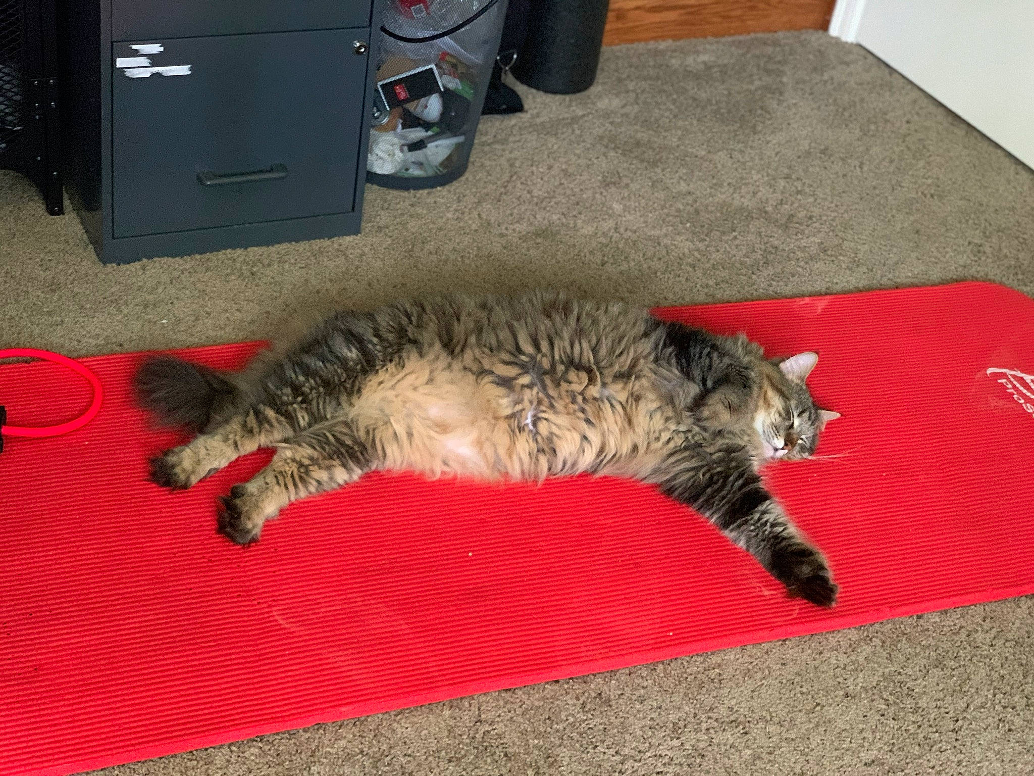 Huck is registered to the contest to win money with this photo: carnivore, cat, domestic_short_haired_cat, dragon_li, european_shorthair, felidae, floor, flooring, fur, mammal, small_to_medium_sized_cats, tabby_cat, tail, whiskers