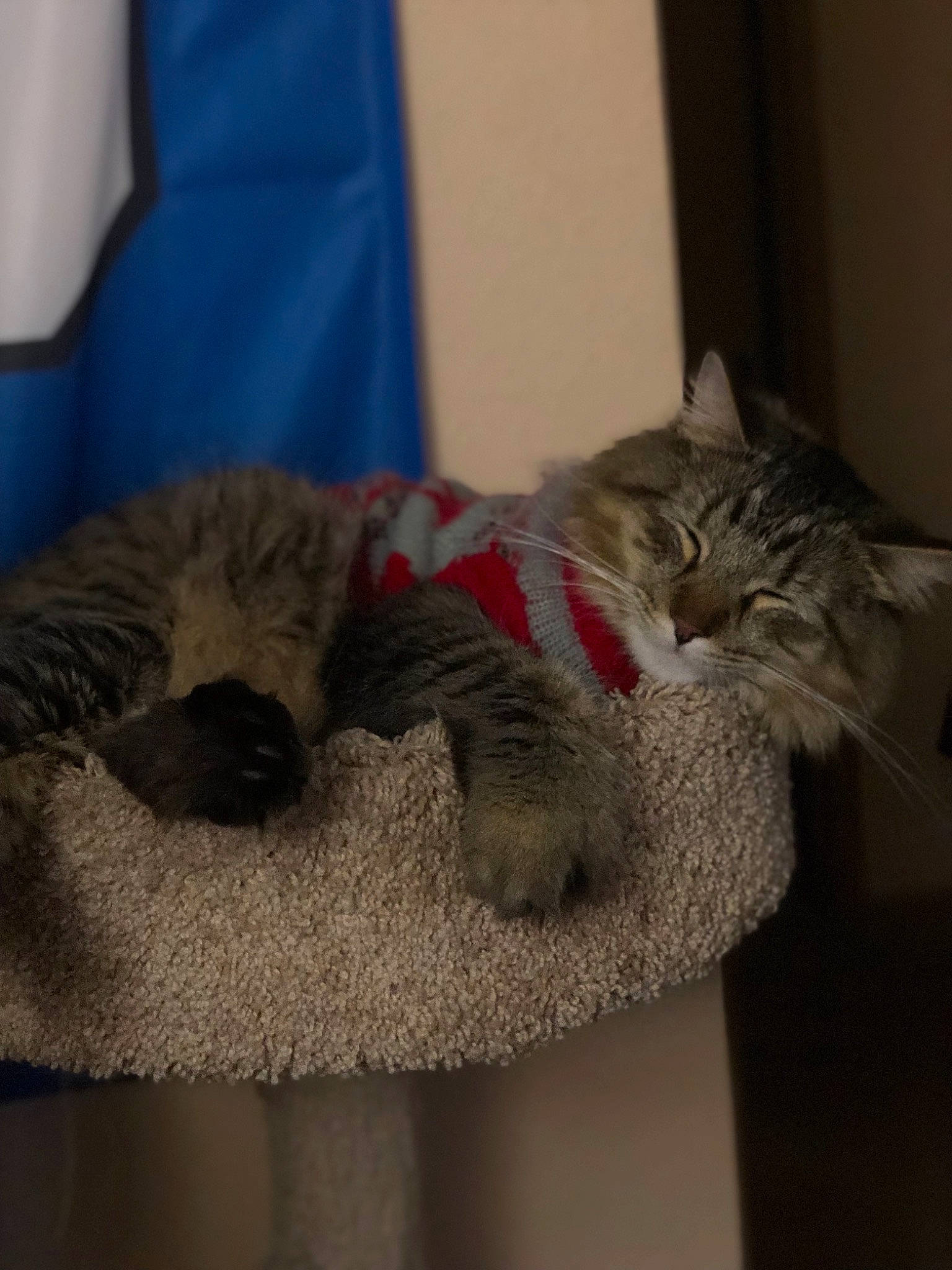 Huck joined the competition — help win amazing prizes! asian, carnivore, cat, comfort, domestic_short_haired_cat, european_shorthair, felidae, fur, kitten, maine_coon, nap, norwegian_forest_cat, paw, pixie_bob, small_to_medium_sized_cats, tabby_cat, whiskers