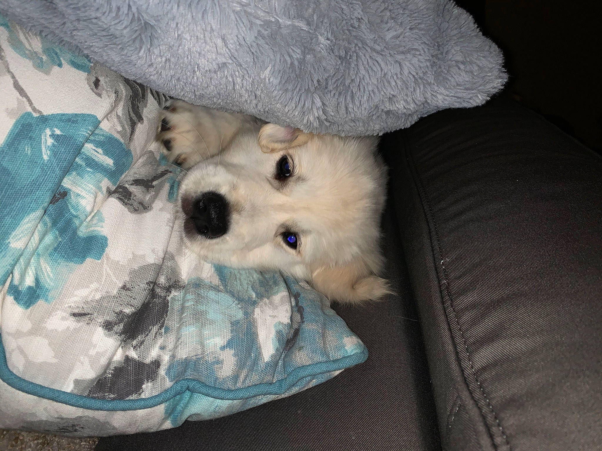 Olivia is registered to the contest to win money with this photo: bichon, canidae, carnivore, companion_dog, dog, dog_breed, maltese, mammal, morkie, non_sporting_group, puppy, puppy_love, sporting_group, terrier, toy_dog, west_highland_white_terrier