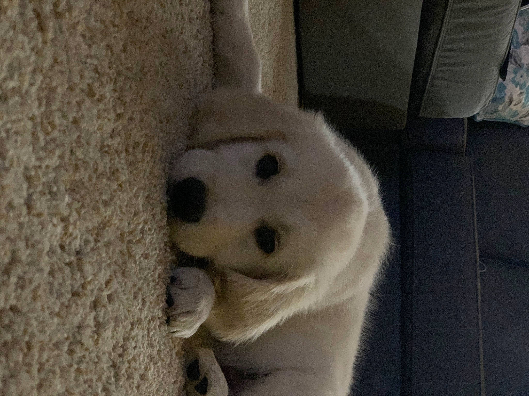 Olivia joined the competition — help win amazing prizes! canidae, carnivore, dog_breed, snout, sporting_group