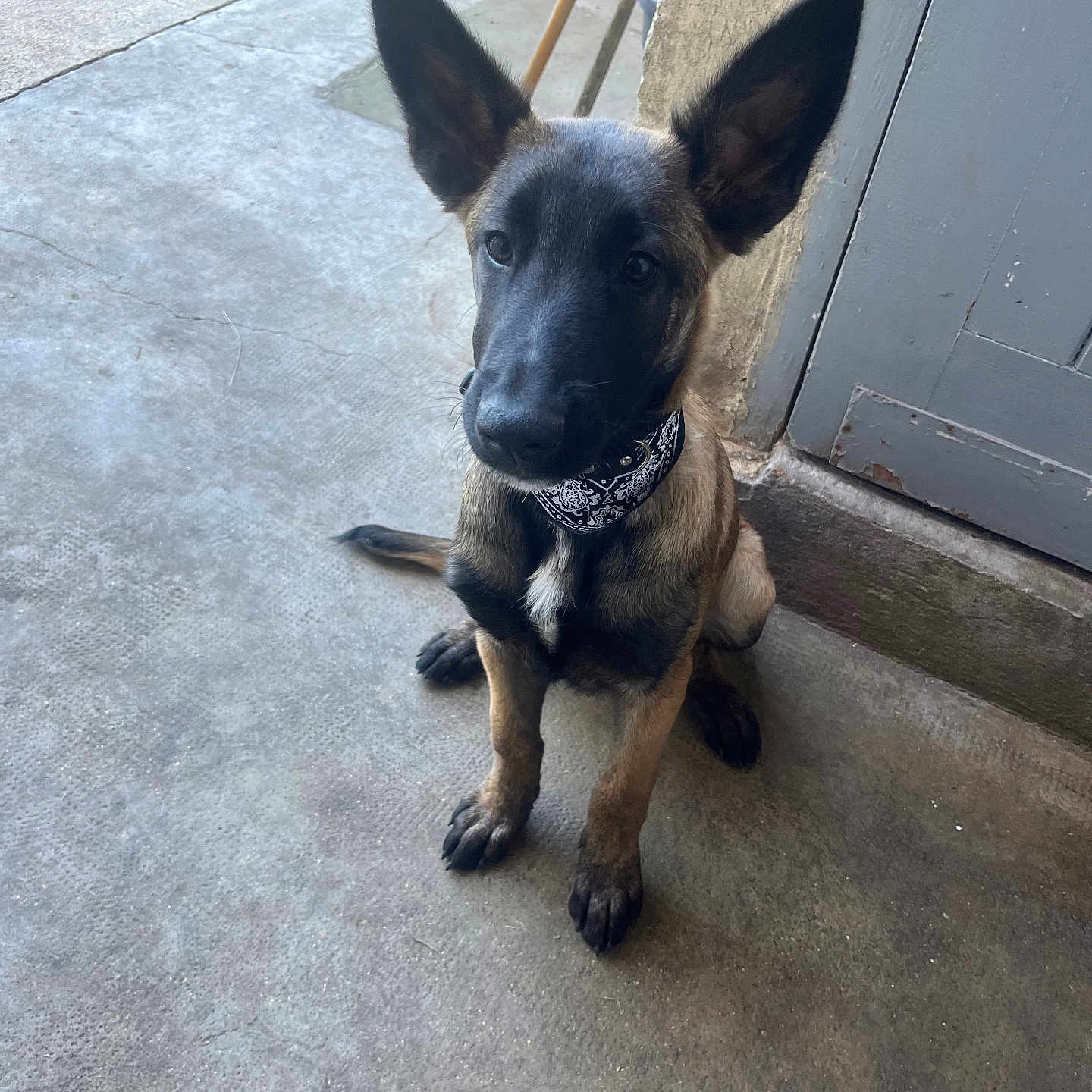 Alpha a rejoint le concours — aidez-le/la à gagner de superbes lots ! animal, attentive, bandana, black_fur, brown_fur, collar, concrete_floor, cute, dog, domestic, door, ears, floor, indoor, looking_up, pet, puppy, sitting, wall, young