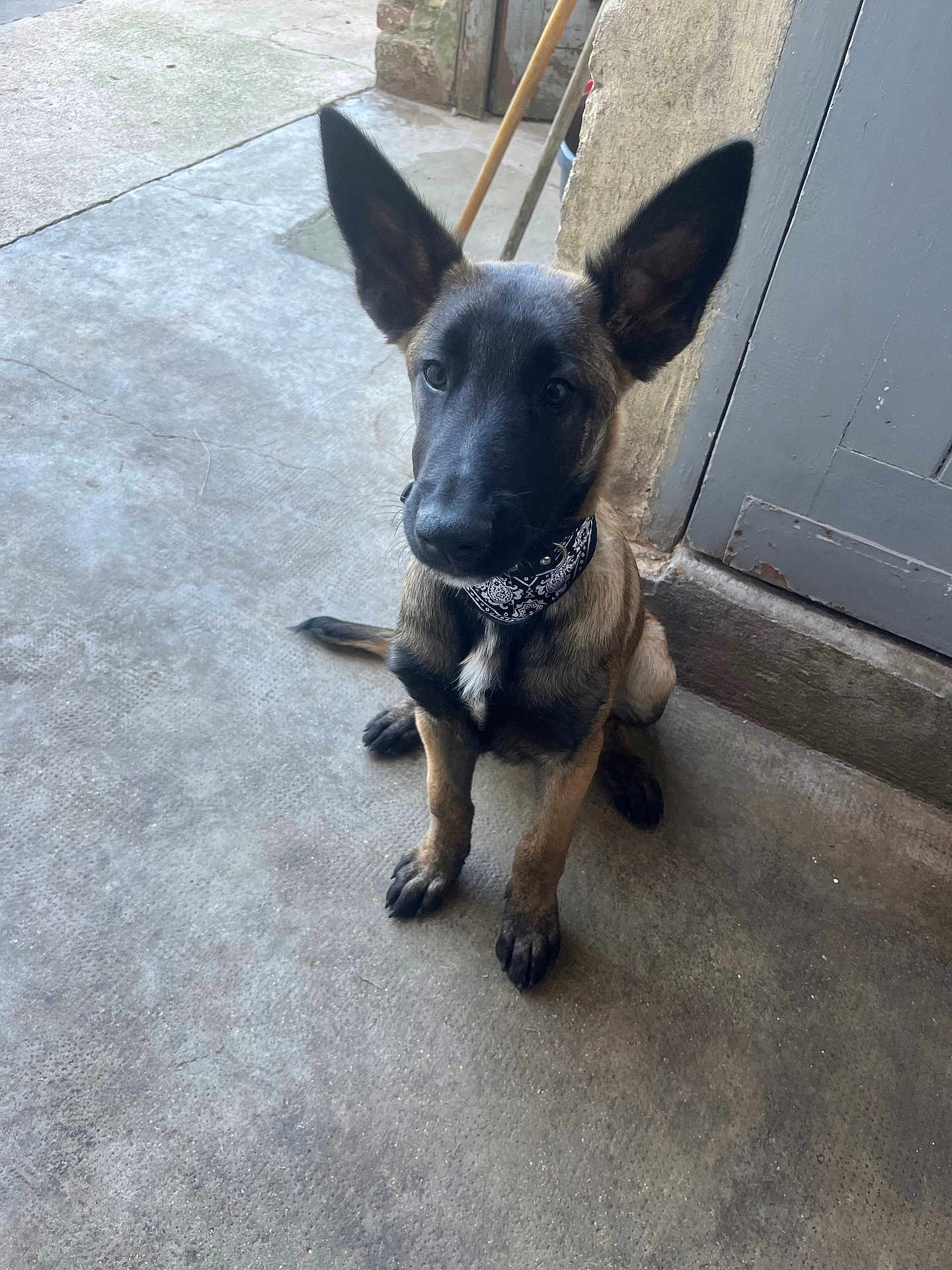 Alpha a rejoint le concours — aidez-le/la à gagner de superbes lots ! dog, puppy, bandana, ears, concrete_floor, sitting, attentive, brown_fur, black_fur, indoor, door, wall, pet, animal, cute, young, domestic, floor, looking_up, collar