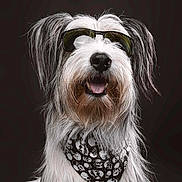 Pepper participe au concours pour gagner de l'argent avec cette photo : animal, bandana, black_background, cool, cute, dog, domestic_dog, fashion_accessory, fluffy, happy, long_fur, muzzle, pet, portrait, shaggy, skull_pattern, smiling, studio_photo, sunglasses, tongue