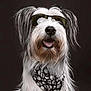 animal, bandana, black_background, cool, cute, dog, domestic_dog, fashion_accessory, fluffy, happy, long_fur, muzzle, pet, portrait, shaggy, skull_pattern, smiling, studio_photo, sunglasses, tongue