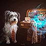 Pepper a rejoint le concours — aidez-le/la à gagner de superbes lots ! blue_glow, costume, cute, dark_background, dog, fantastic_beasts, fantasy, furry, glasses, harry_potter, magic, patronus, pet, portrait, props, smoky_effect, studio_lighting, suitcase, tie, wanted_posters