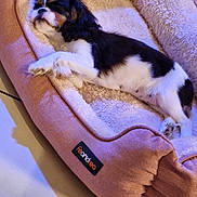 Violette a rejoint le concours — aidez-le/la à gagner de superbes lots ! dog, puppy, sleeping, pet_bed, pink, cozy, indoor, fur, small_dog, resting, cute, animal, canine, relaxed, soft, comfort, paw, bed, napping, adorable